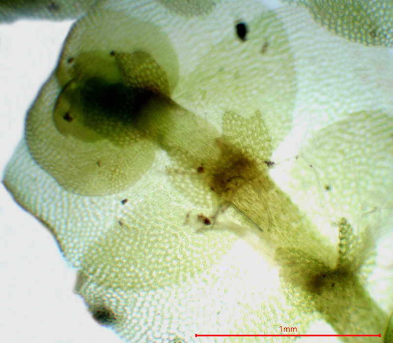 Calypogeia neogaea